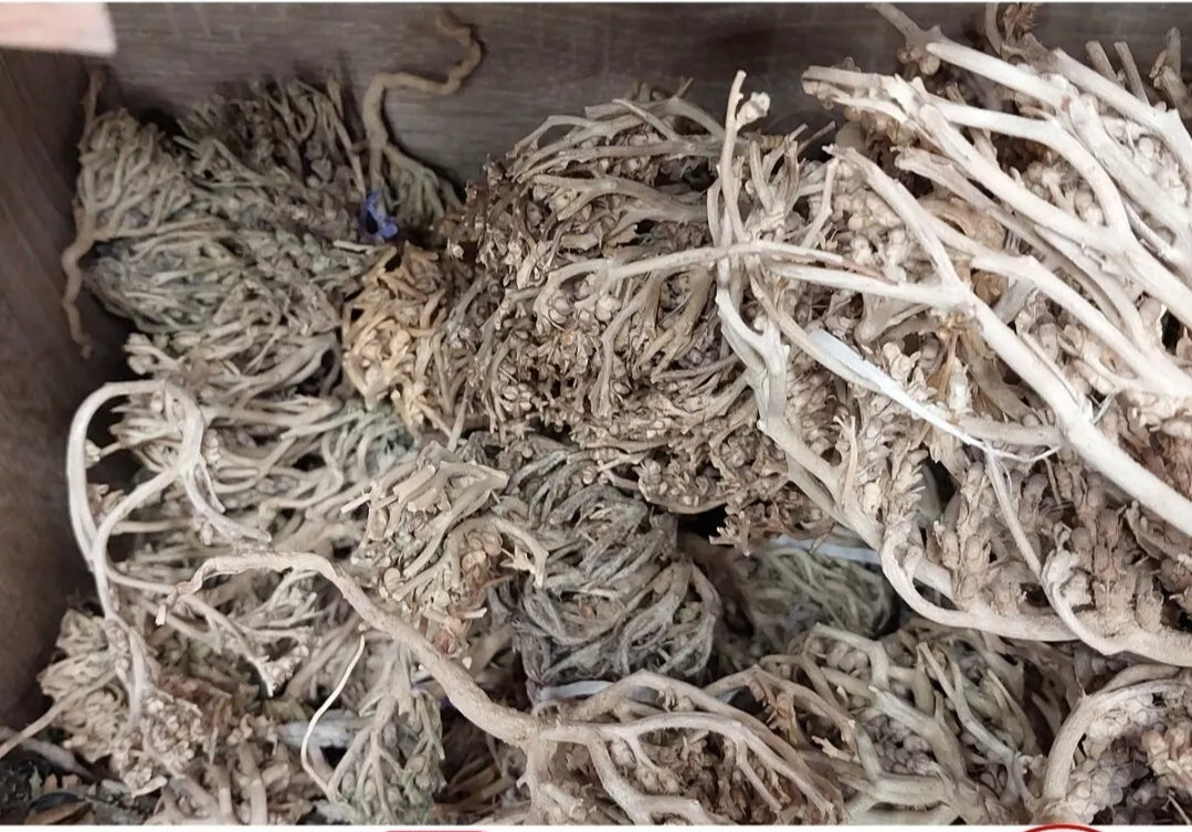 250g Organic Flowers of Maryam kaf maryam Anastatica hierochuntica عشبة كف مريم