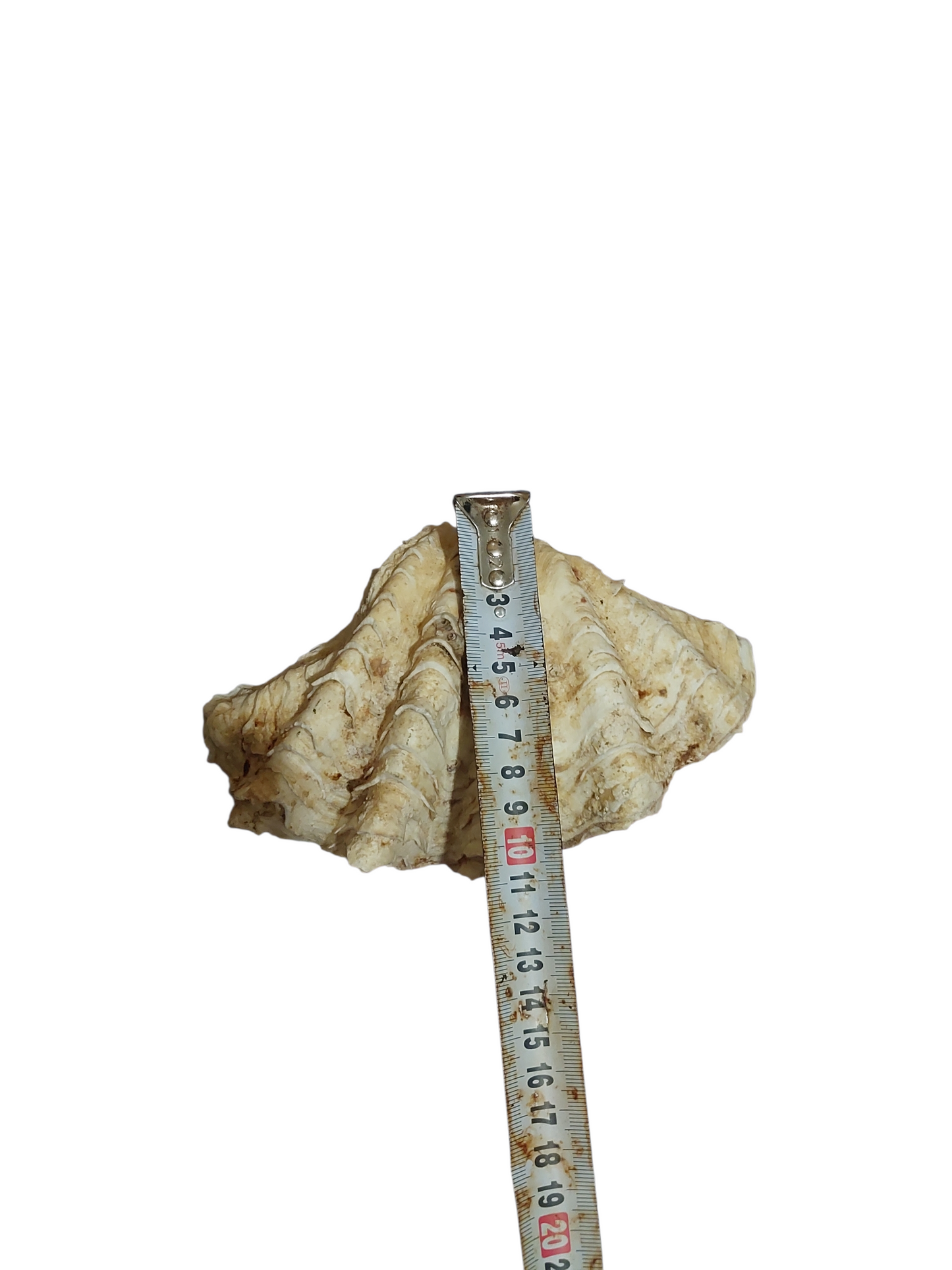Giant Clam Sea Shell Natural Ocean Coral Reef Collectible Beach Nautical Decor