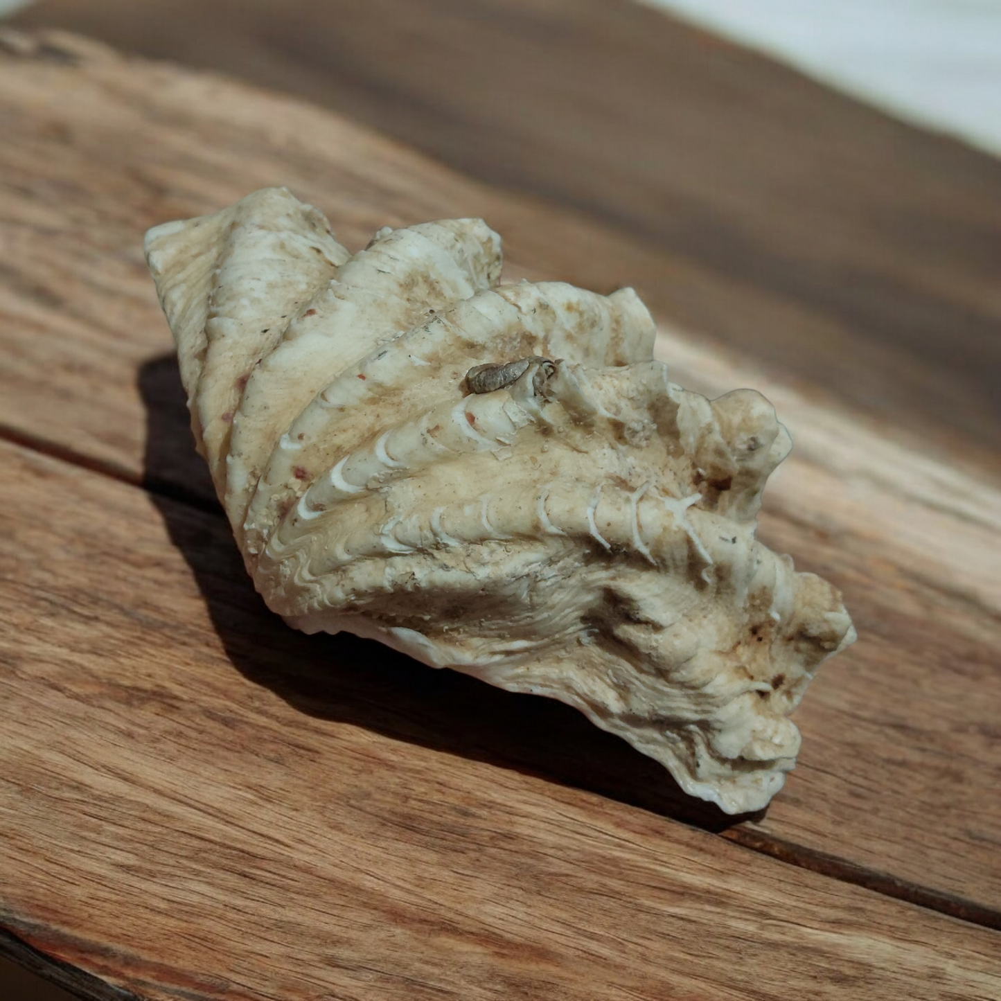 Giant Clam Sea Shell Natural Ocean Coral Reef Collectible Beach Nautical Decor