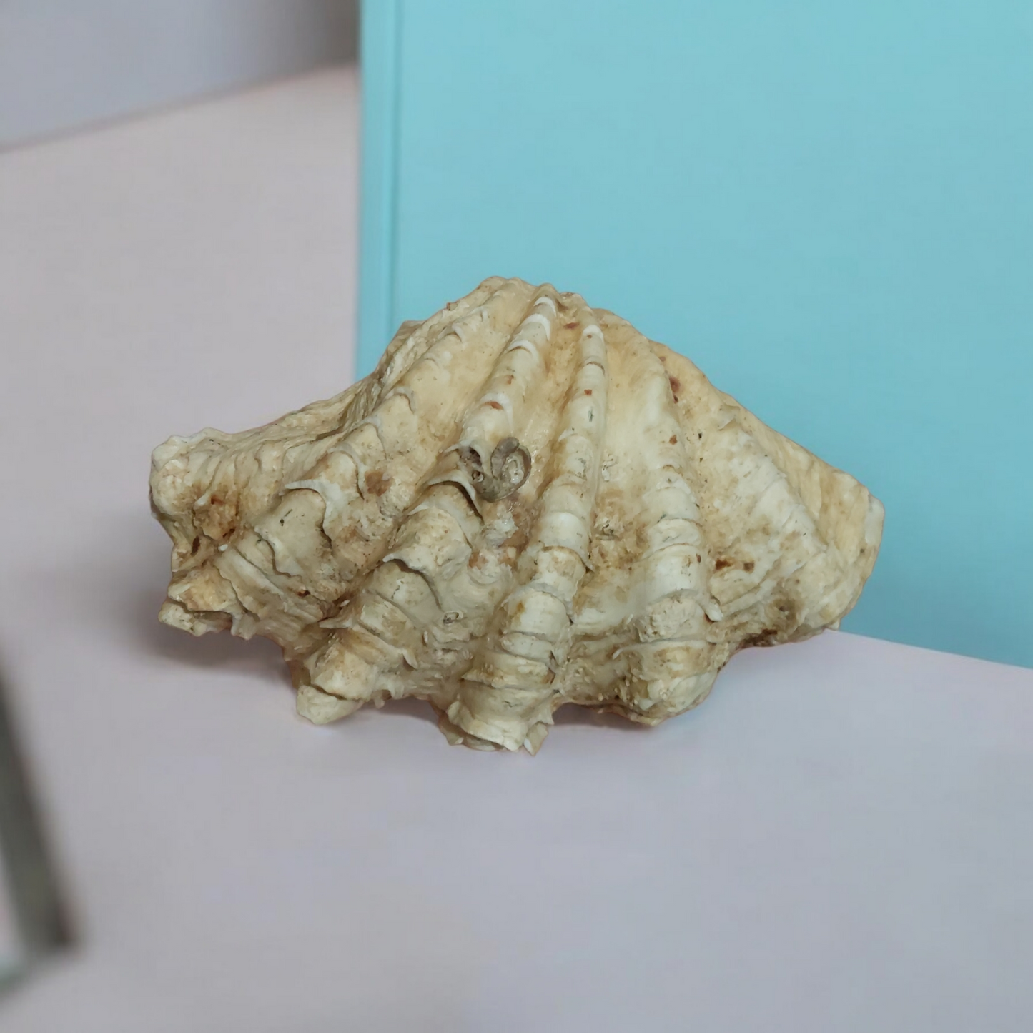 Giant Clam Sea Shell Natural Ocean Coral Reef Collectible Beach Nautical Decor