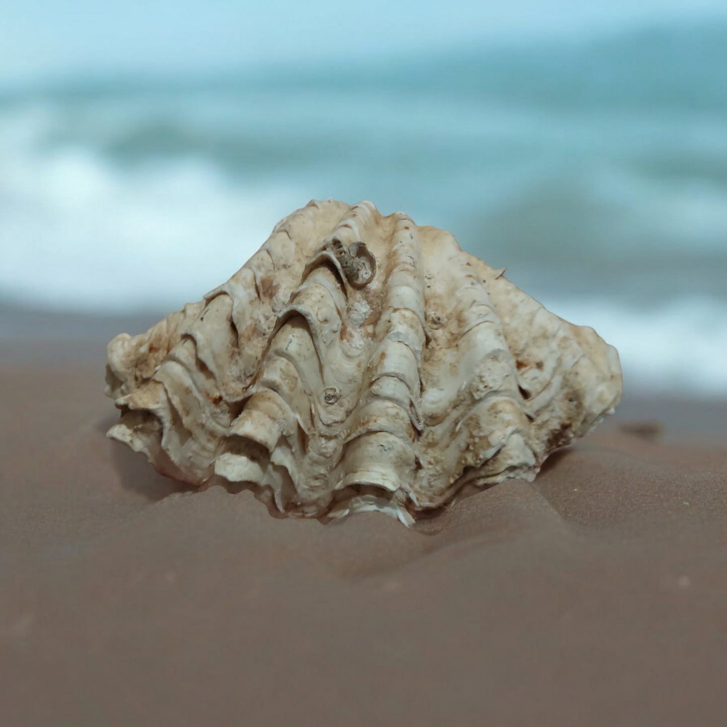 Giant Clam Sea Shell Natural Ocean Coral Reef Collectible Beach Nautical Decor