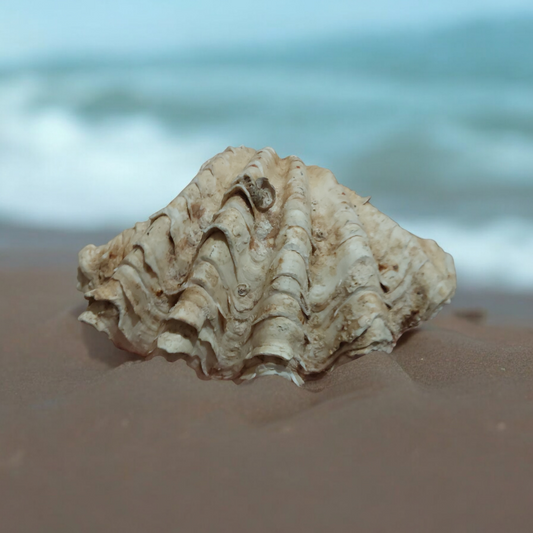 Giant Clam Sea Shell Natural Ocean Coral Reef Collectible Beach Nautical Decor