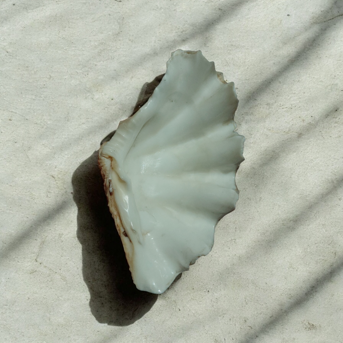 Giant Clam Sea Shell Natural Ocean Coral Reef Collectible Beach Nautical Decor